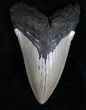 Dagger Shaped Lower Megalodon Tooth #10500-1